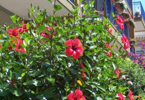 C:\Users\BuiDacSang\Desktop\cây%20dâm%20bụt.jpg