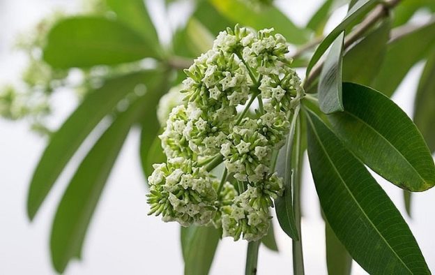 Hoa sữa có tác dụng chữa bệnh - Ảnh minh hoạ
